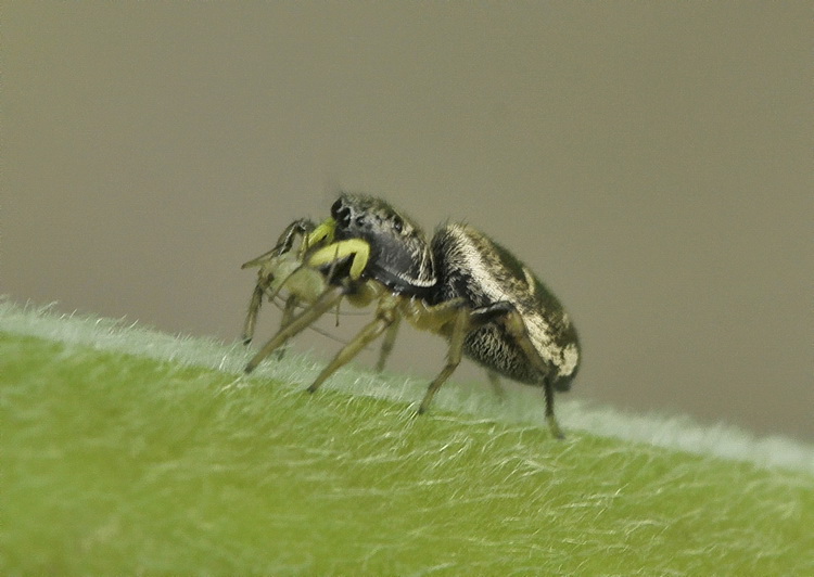 Heliophanus sp.